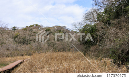 關東地區唯一的分水嶺－三浦半島的小次郎森林，是一處隱密的瑰寶，也是冬季的絕佳去處。 137370675
