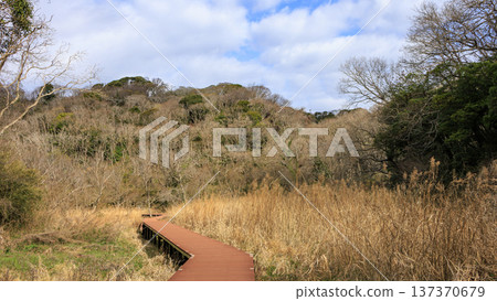 關東地區唯一的分水嶺－三浦半島的小次郎森林，是一處隱密的瑰寶，也是冬季的絕佳去處。 137370679
