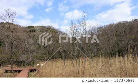 關東地區唯一的分水嶺-三浦半島的小次郎森林,是一處隱密的瑰寶,也是冬季的絕佳去處。 關東地區唯一的分水嶺-三浦半島的小次郎森林,是一處隱密的瑰寶,也是冬季的絕佳去處。 137370682