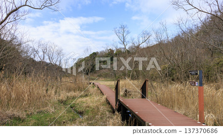 Winter in Koajiro Forest on the Miura Peninsula, the only watershed in the Kanto region, a hidden gem 137370686