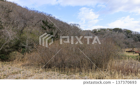 Winter in Koajiro Forest on the Miura Peninsula, the only watershed in the Kanto region, a hidden gem 137370693