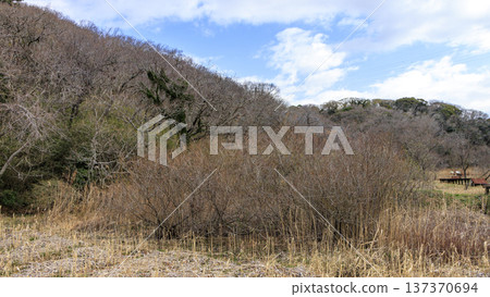 Winter in Koajiro Forest on the Miura Peninsula, the only watershed in the Kanto region, a hidden gem Winter in Koajiro Forest on the Miura Peninsula, the only watershed in the Kanto region, a hidden gem 137370694