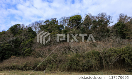 Winter in Koajiro Forest on the Miura Peninsula, the only watershed in the Kanto region, a hidden gem Winter in Koajiro Forest on the Miura Peninsula, the only watershed in the Kanto region, a hidden gem 137370695