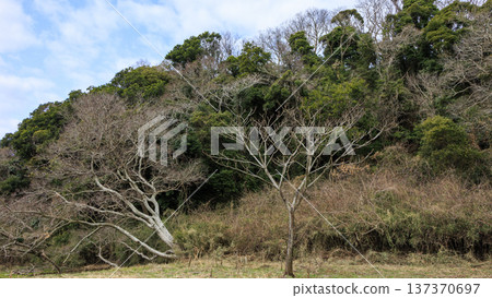 關東地區唯一的分水嶺-三浦半島的小次郎森林,是一處隱密的瑰寶,也是冬季的絕佳去處。 關東地區唯一的分水嶺-三浦半島的小次郎森林,是一處隱密的瑰寶,也是冬季的絕佳去處。 137370697