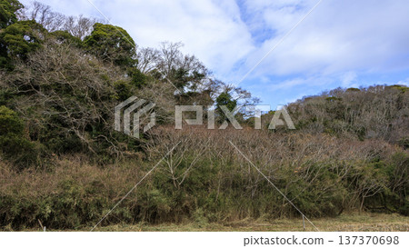 關東地區唯一的分水嶺－三浦半島的小次郎森林，是一處隱密的瑰寶，也是冬季的絕佳去處。 137370698