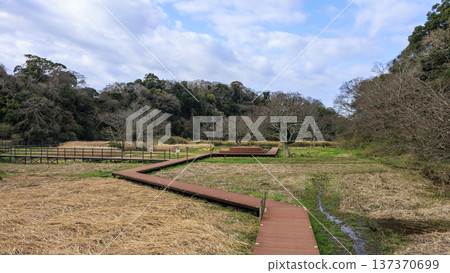 Winter in Koajiro Forest on the Miura Peninsula, the only watershed in the Kanto region, a hidden gem Winter in Koajiro Forest on the Miura Peninsula, the only watershed in the Kanto region, a hidden gem 137370699