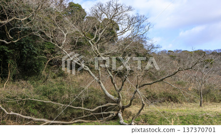 Winter in Koajiro Forest on the Miura Peninsula, the only watershed in the Kanto region, a hidden gem Winter in Koajiro Forest on the Miura Peninsula, the only watershed in the Kanto region, a hidden gem 137370701