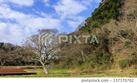 關東地區唯一的分水嶺－三浦半島的小次郎森林，是一處隱密的瑰寶，也是冬季的絕佳去處。 137370702