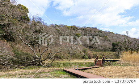 Winter in Koajiro Forest on the Miura Peninsula, the only watershed in the Kanto region, a hidden gem 137370704