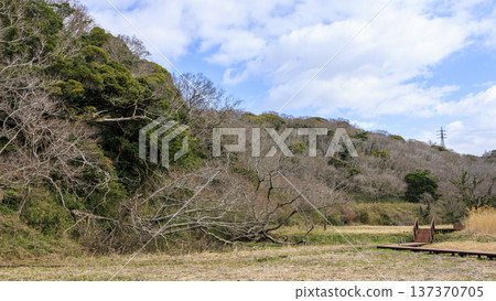 Winter in Koajiro Forest on the Miura Peninsula, the only watershed in the Kanto region, a hidden gem Winter in Koajiro Forest on the Miura Peninsula, the only watershed in the Kanto region, a hidden gem 137370705