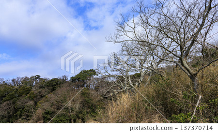 Winter in Koajiro Forest on the Miura Peninsula, the only watershed in the Kanto region, a hidden gem Winter in Koajiro Forest on the Miura Peninsula, the only watershed in the Kanto region, a hidden gem 137370714