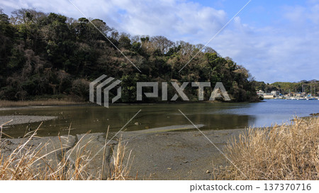 Winter in Koajiro Forest on the Miura Peninsula, the only watershed in the Kanto region, a hidden gem 137370716
