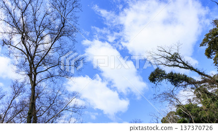 關東地區唯一的分水嶺－三浦半島的小次郎森林，是一處隱密的瑰寶，也是冬季的絕佳去處。 137370726