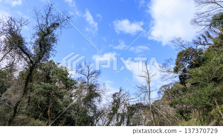 Winter in Koajiro Forest on the Miura Peninsula, the only watershed in the Kanto region, a hidden gem 137370729
