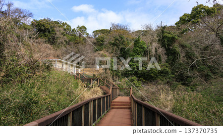 Winter in Koajiro Forest on the Miura Peninsula, the only watershed in the Kanto region, a hidden gem Winter in Koajiro Forest on the Miura Peninsula, the only watershed in the Kanto region, a hidden gem 137370735