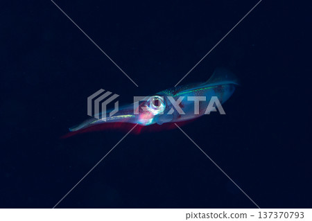 Bigfin reef squid, Ogasawara, Tokyo Bigfin reef squid, Ogasawara, Tokyo 137370793