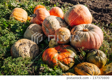 Harvested pumpkins lying in a field during a sunny autumn day Harvested pumpkins lying in a field during a sunny autumn day 137370800