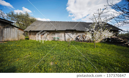 Rural country landscape featuring rustic wooden barn, firewood, and blooming cherry tree Rural country landscape featuring rustic wooden barn, firewood, and blooming cherry tree 137370847
