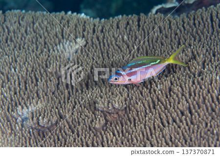 小笠原黃斑姬鶲,夜間變色。 小笠原黃斑姬鶲,夜間變色。 137370871