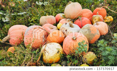 Vibrant multicolored pumpkins ripening across sunlit field, displaying rich harvest hues during seasonal autumn growth Vibrant multicolored pumpkins ripening across sunlit field, displaying rich harvest hues during seasonal autumn growth 137370917