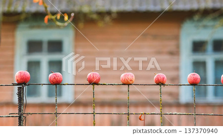 Red apples drying on a rusty fence in front of a wooden house 137370940