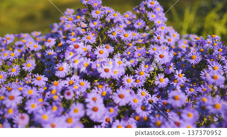 Purple aromatic aster flowers blooming in garden during summer day Purple aromatic aster flowers blooming in garden during summer day 137370952