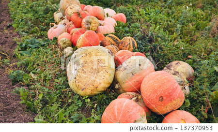 Pumpkins lying on the grass in the field after harvest Pumpkins lying on the grass in the field after harvest 137370953