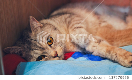 Adorable tabby cat relaxing on soft blanket in wooden shelf Adorable tabby cat relaxing on soft blanket in wooden shelf 137370956