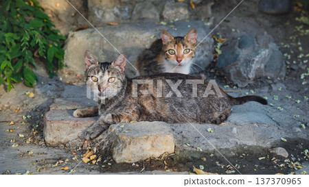 Adult tabby cat and kitten resting on rustic stone pavement, looking at camera Adult tabby cat and kitten resting on rustic stone pavement, looking at camera 137370965