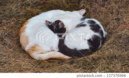 Two cats curled up together like yin yang, sleeping deeply in dry hay 137370966