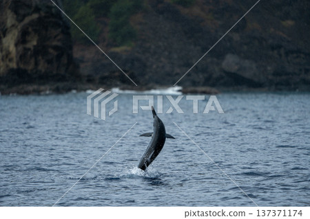 跳躍的飛旋海豚,小笠原,東京 跳躍的飛旋海豚,小笠原,東京 137371174