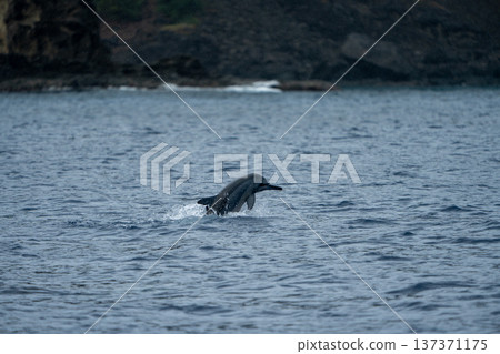 Jumping spinner dolphin, Ogasawara, Tokyo 137371175