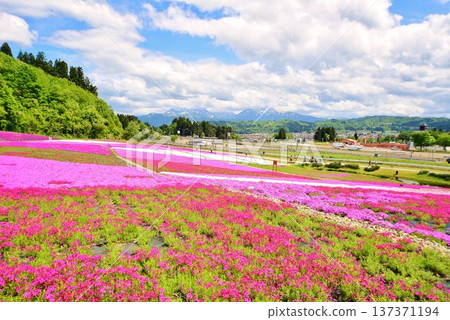 The Village of Flowers, Greenery, and Snow: Shibazakura at Horinouchi Negoya in Uonuma City, Niigata Prefecture 137371194