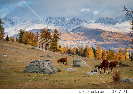 Cows grazing on alpine meadow with autumn larch forest and snow capped mountains Cows grazing on alpine meadow with autumn larch forest and snow capped mountains 137371213