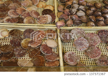 Fresh live scallops displayed in trays at a seafood market in Sapporo, Hokkaido, Japan, freshness from Ocean Fresh live scallops displayed in trays at a seafood market in Sapporo, Hokkaido, Japan, freshness from Ocean 137371367