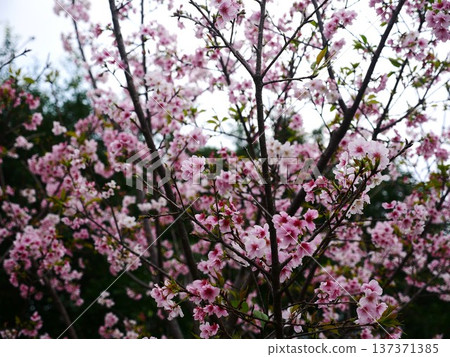 櫻花01 137371385