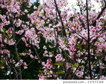 Sakura 04 Sakura 04 137371388
