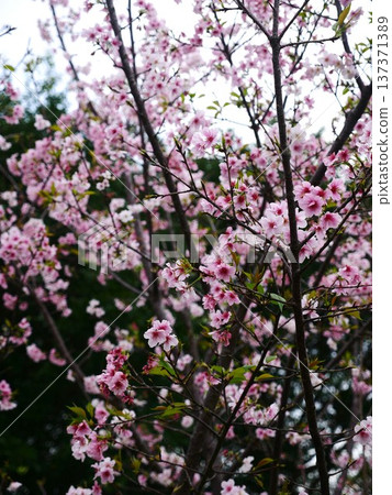 櫻花05 櫻花05 137371389