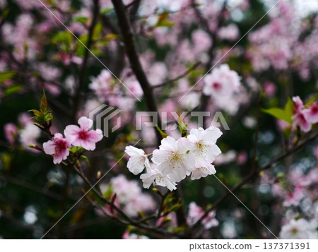 櫻花07 櫻花07 137371391