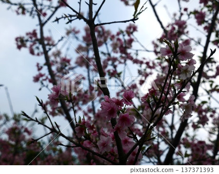 Sakura09 Sakura09 137371393