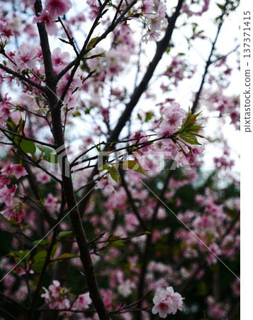 Sakura 13 137371415
