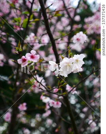 Cherry Blossom 14 137371416