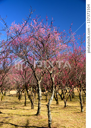 Nagoya's famous plum blossom spot, Odaka Green Space 137371504
