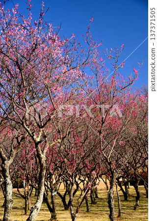 Nagoya's famous plum blossom spot, Odaka Green Space 137371505