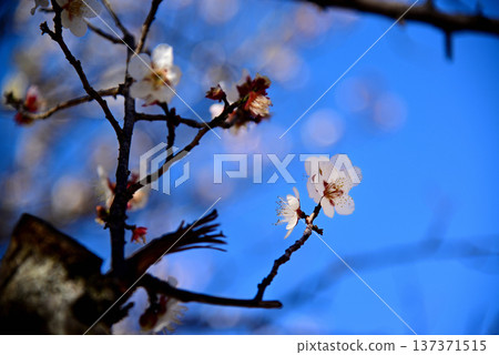 名古屋著名的梅花觀賞地-小高綠地 名古屋著名的梅花觀賞地-小高綠地 137371515