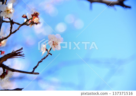 名古屋著名的梅花觀賞地-小高綠地 名古屋著名的梅花觀賞地-小高綠地 137371516