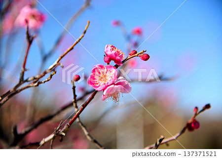 Nagoya's famous plum blossom spot, Odaka Green Space Nagoya's famous plum blossom spot, Odaka Green Space 137371521