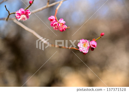 名古屋著名的梅花觀賞地－小高綠地 137371528