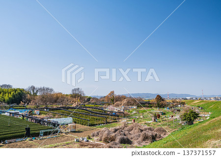 京都府常陽市木津川右岸的茶園 137371557