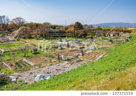 京都府常陽市木津川右岸的茶園 137371559